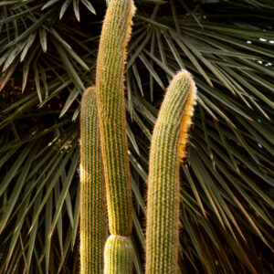 Teerosephotos Fine art prints photography